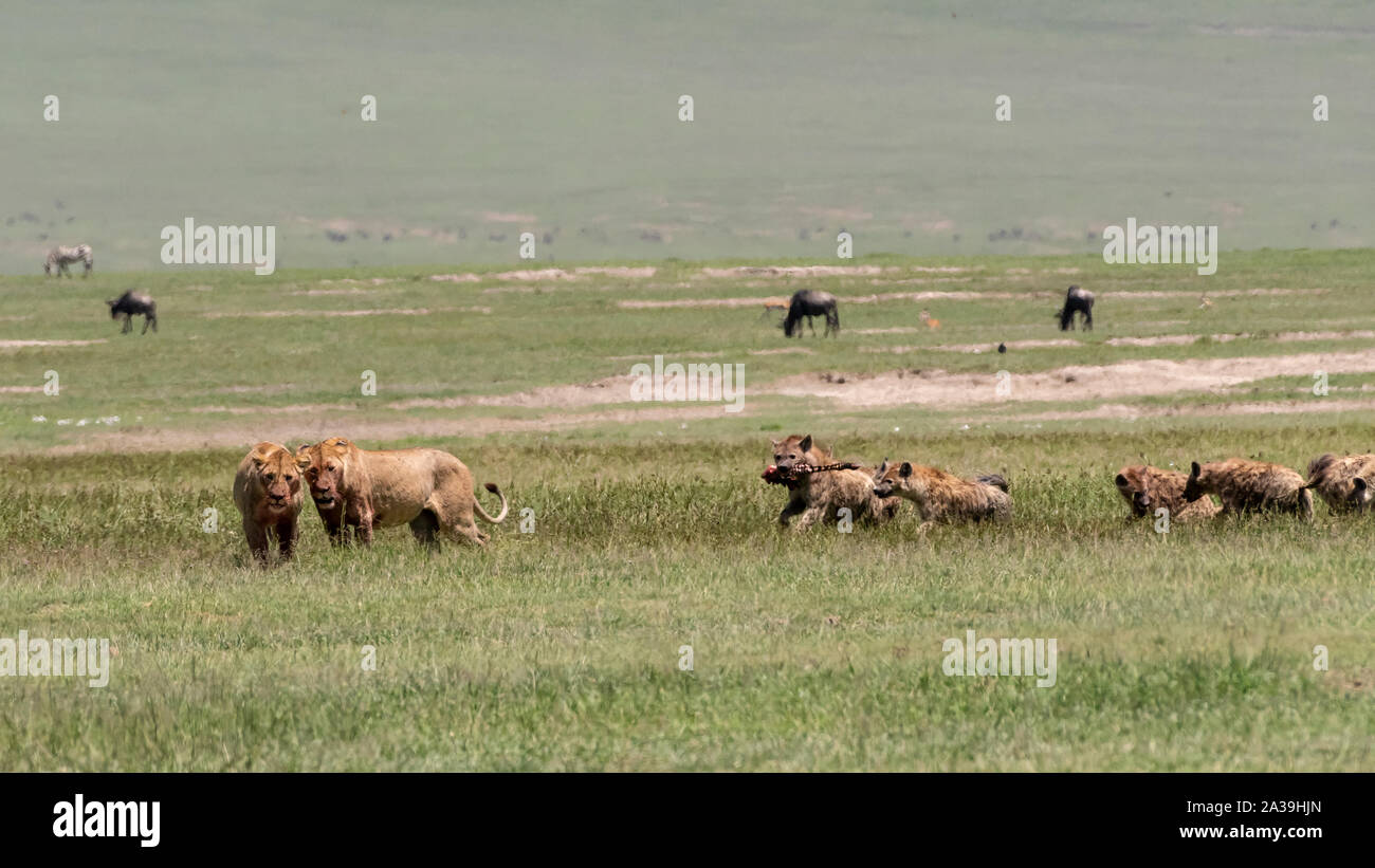 Hyène emportant une cuisse d'une carcasse de zèbre prises à partir de deux lions dans la brume de chaleur de la mi-journée, le cratère du Ngorongoro, en Tanzanie Banque D'Images