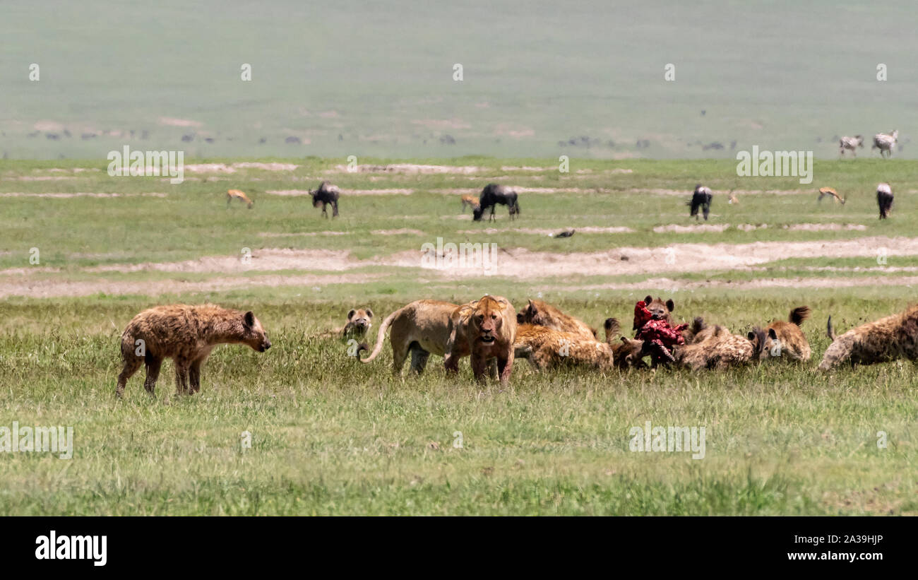 Hyènes dévorant une carcasse de zèbre prises à partir de deux lions dans la brume de chaleur de la mi-journée, le cratère du Ngorongoro, en Tanzanie. Banque D'Images