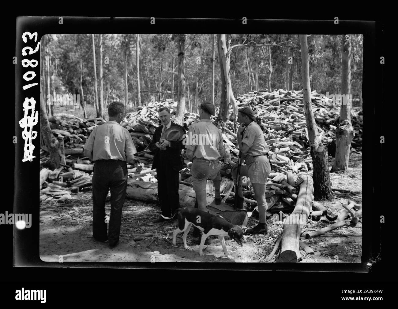 Scierie dans le bois d'eucalyptus de Khadera. Des piles de carburant à partir de chutes la Banque D'Images