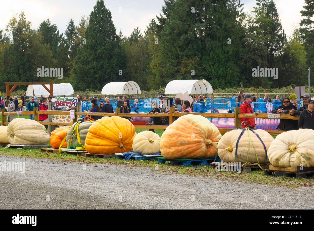 Citrouille géante Peser le décollage, Langley, C.-B.), Canada. 5 octobre, 2019. Une rangée de citrouilles géantes en attente d'être pesé. Banque D'Images