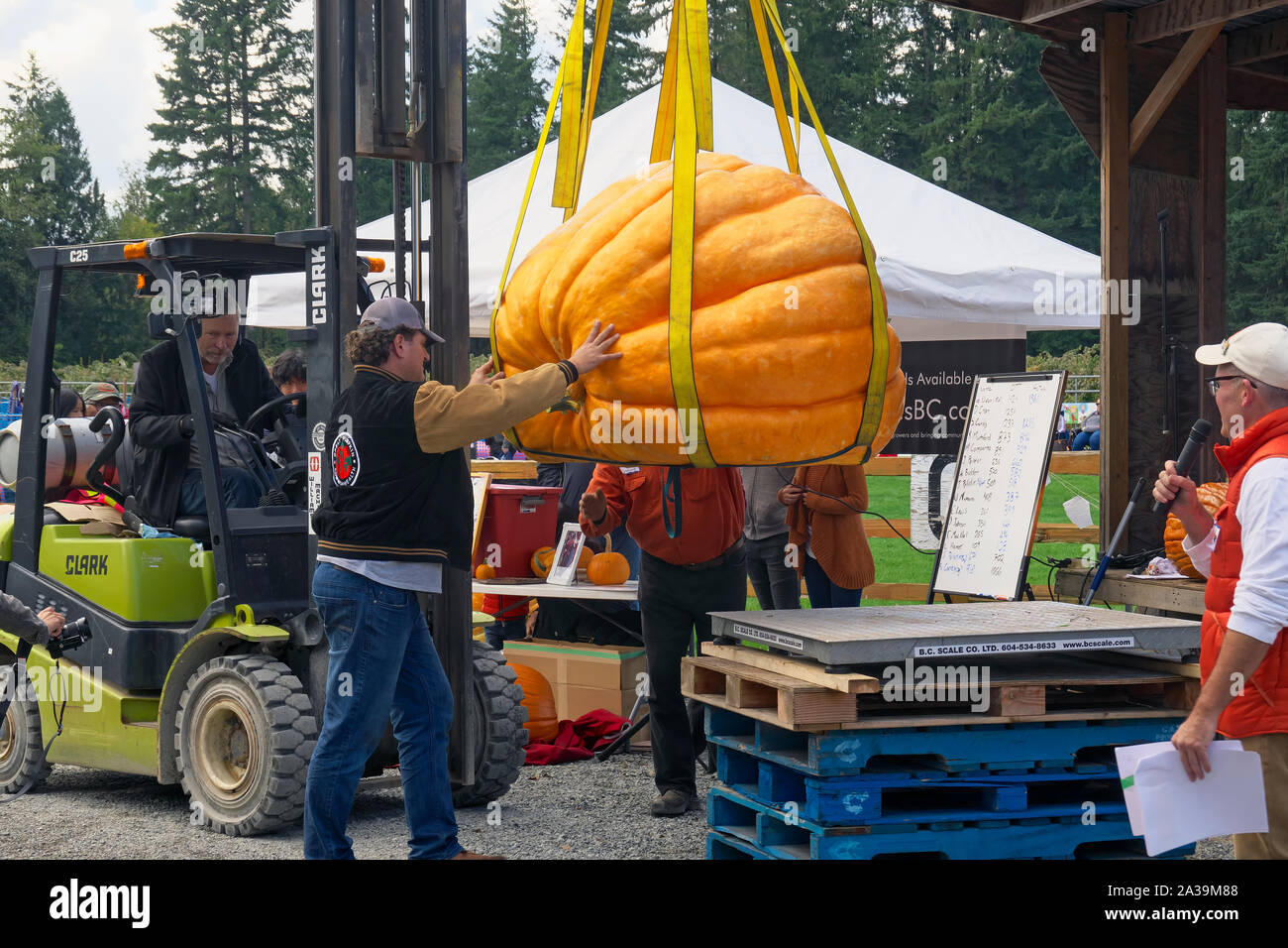 Citrouille géante Peser le décollage, Langley, C.-B.), Canada. 5 octobre, 2019. Guides de l'homme une citrouille géante sur l'échelle. Banque D'Images