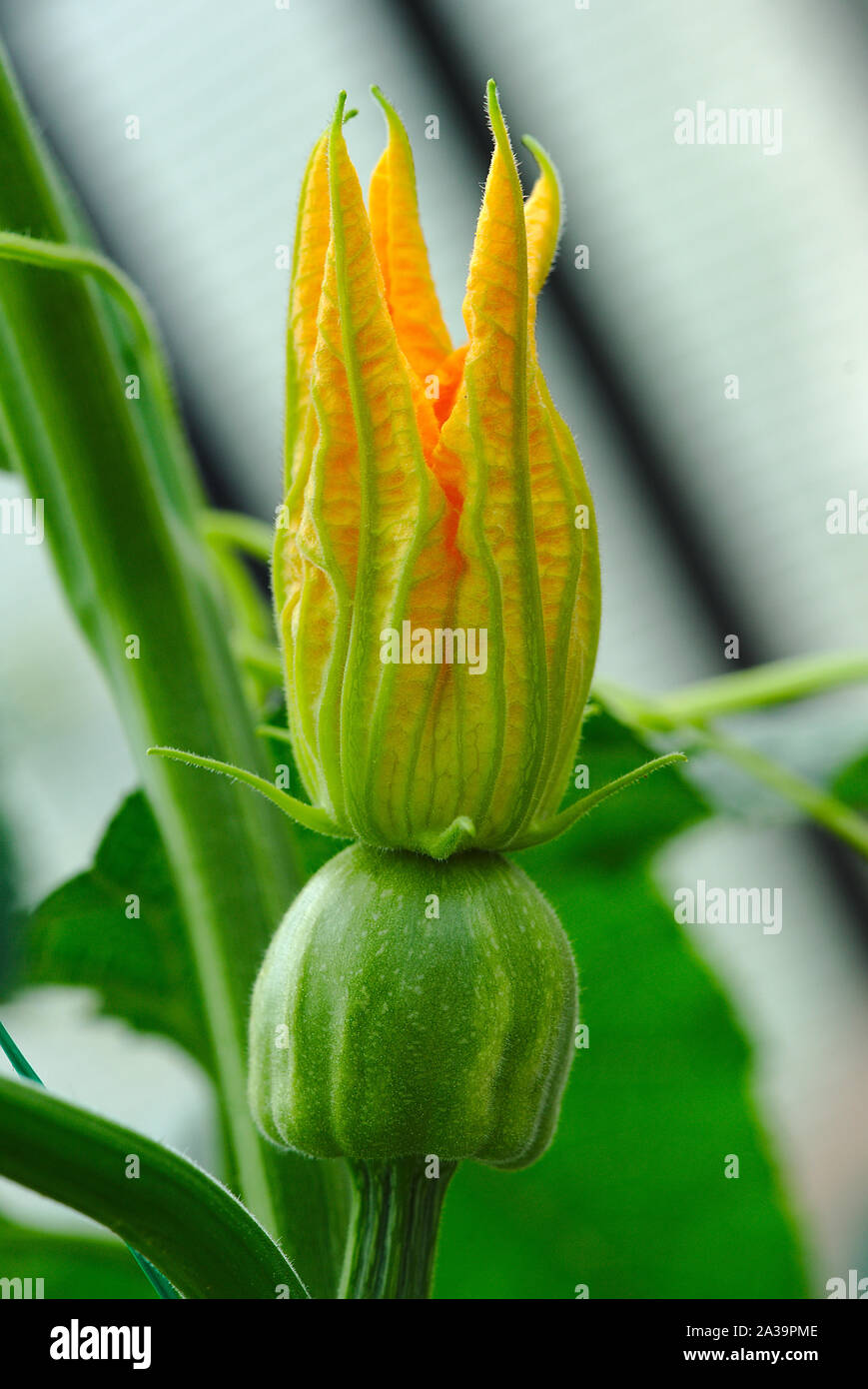 Courge Orange fleur en macro Banque D'Images