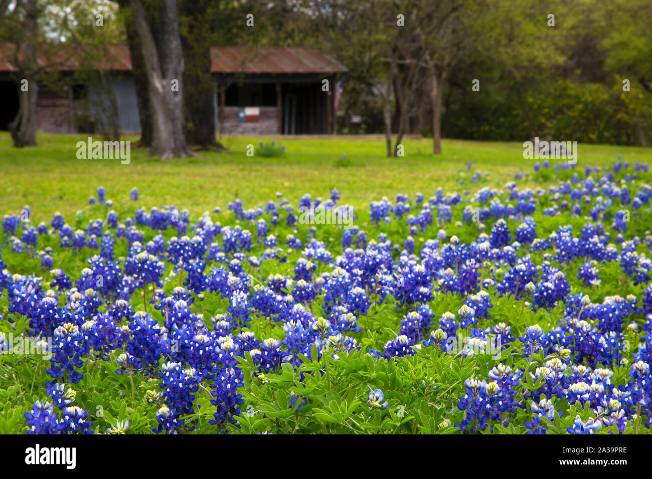 Domaine de Bluebonnets dans une zone rurale du Texas Hill Country Banque D'Images