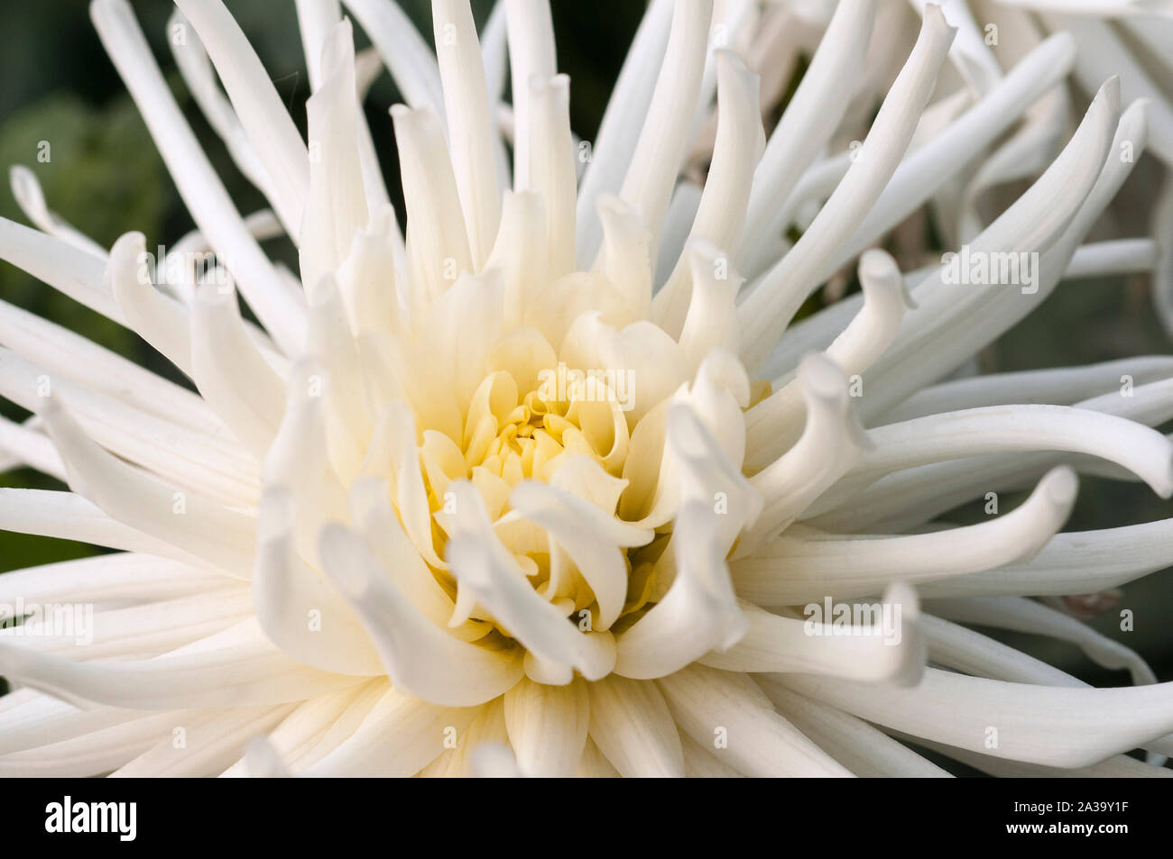 Close up de Playa Blanca un cactus dahlia blanc une plante tubéreuse qui est la moitié de feuillus et hardy Banque D'Images