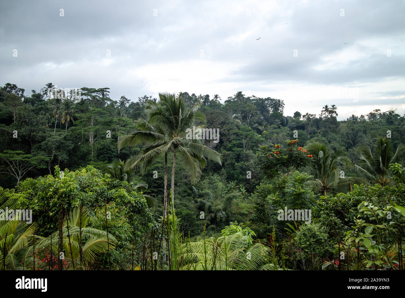 Vue d'arbres tropicaux et skyline en Indonésie Banque D'Images