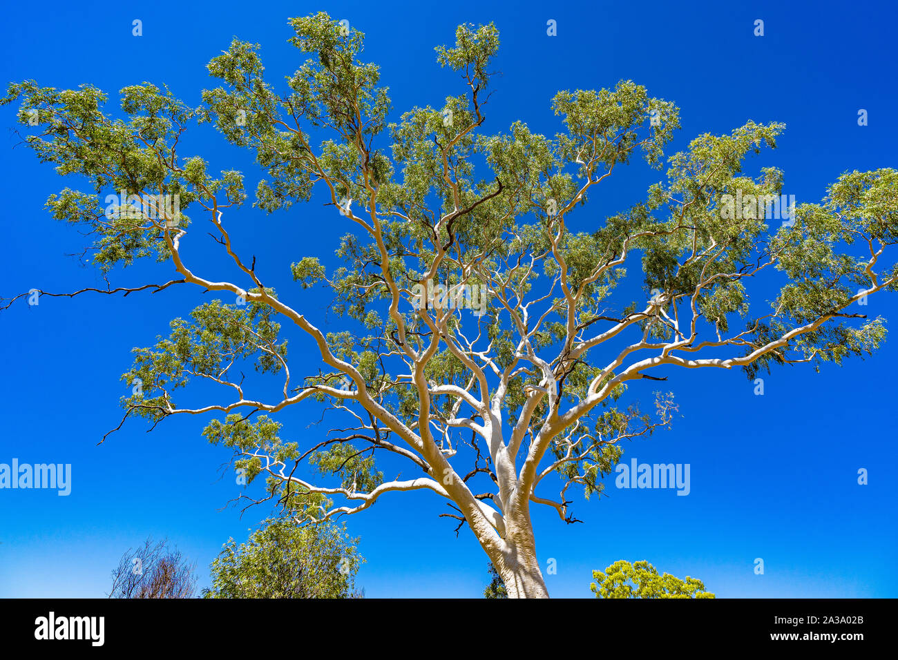 La plus grande et la plus ancienne ghost gum tree en Australie est situé dans l'East MacDonnell Ranges dans le Territoire du Nord, Australie. Banque D'Images