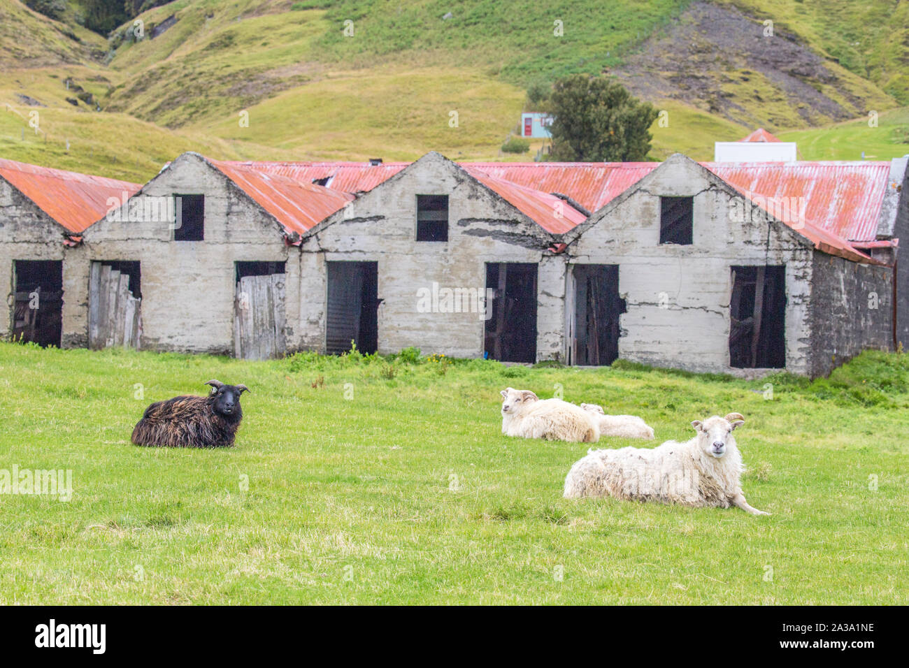 Moutons dans un champ avec des bâtiments rustiques en Islande Banque D'Images