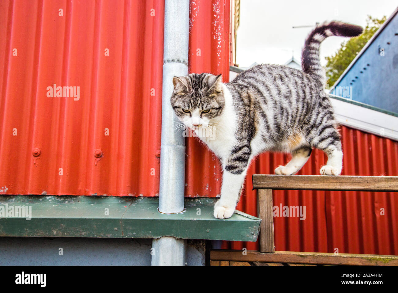 Gris et Blanc, Tuxedo et bicolore chat tigré en Islande Banque D'Images