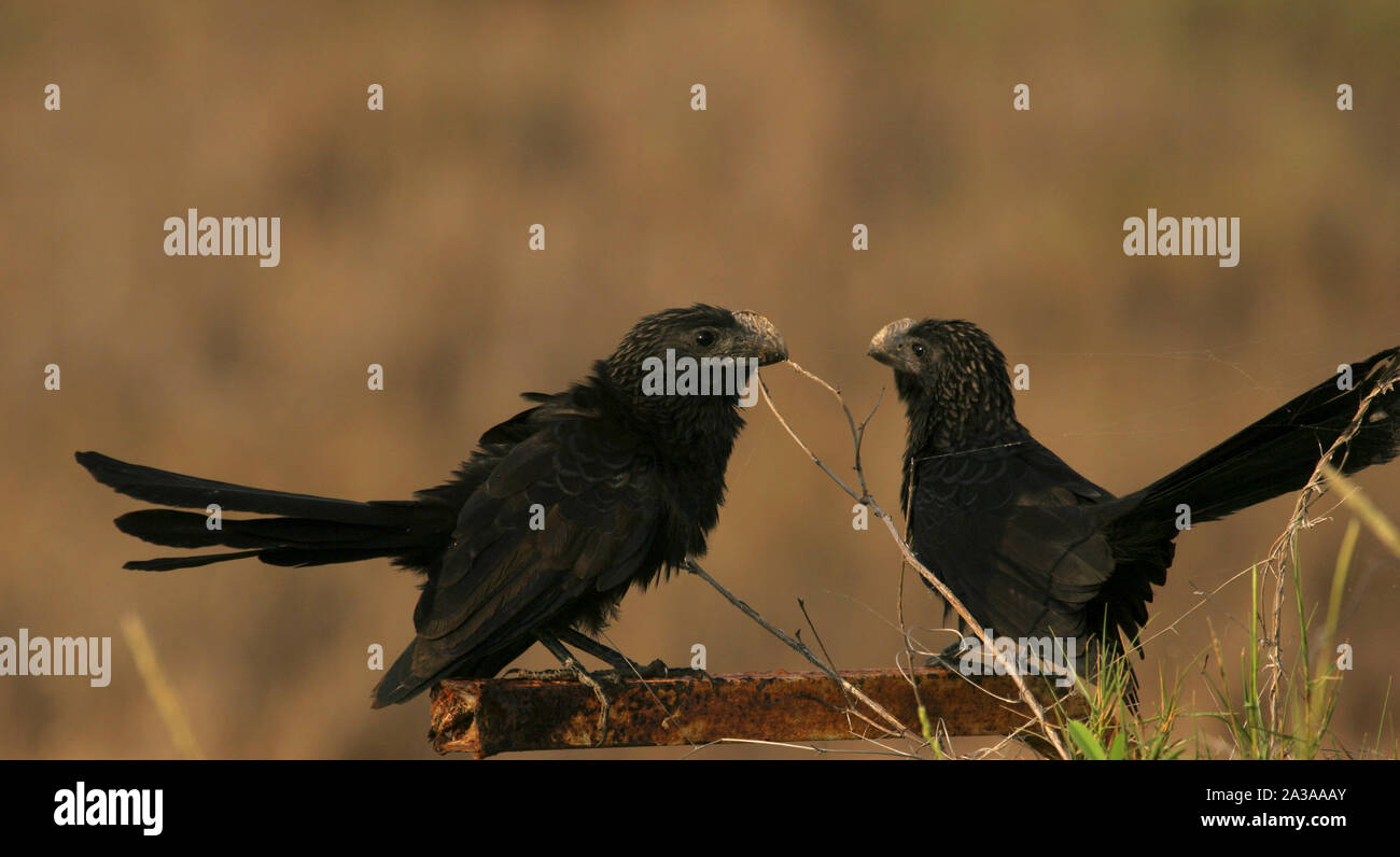 Bec lisse Crotophaga sulcirostris Ani oiseaux dans les zones humides, le Venezuela lagoon Unare repéré sur le grand jour Banque D'Images Bec lisse Crotophaga sulcirostris Ani oiseaux dans les zones humides, le Venezuela lagoon Unare repéré sur le grand jour Banque D'Images