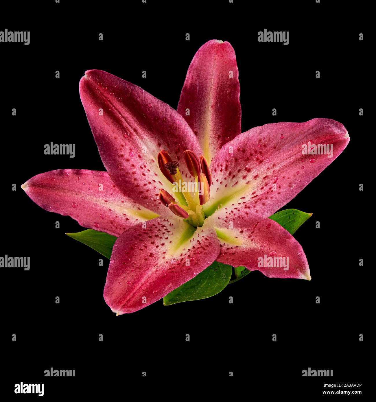 Un seul Stargazer rose Lily découper sur un fond noir. Banque D'Images