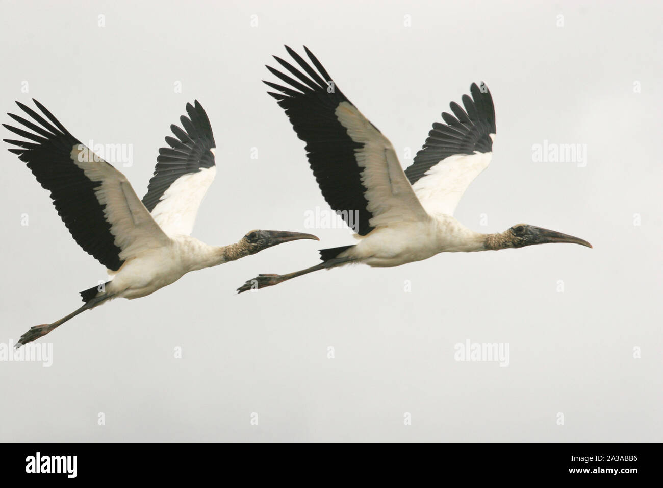 Un groupe de jeunes et adultes American flamants roses Phoenicopterus ruber dans le lagon de Unare Venezuela Banque D'Images Un groupe de jeunes et adultes American flamants roses Phoenicopterus ruber dans le lagon de Unare Venezuela Banque D'Images