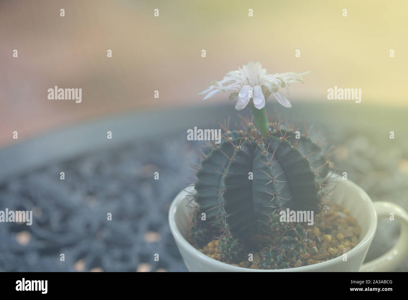 Fleur de cactus frais mouille avec des gouttelettes d'eau de pluie en cactus ornemental. Un café tasse de forme pot. soft jour lumière brillant sur la plante succulente. Banque D'Images