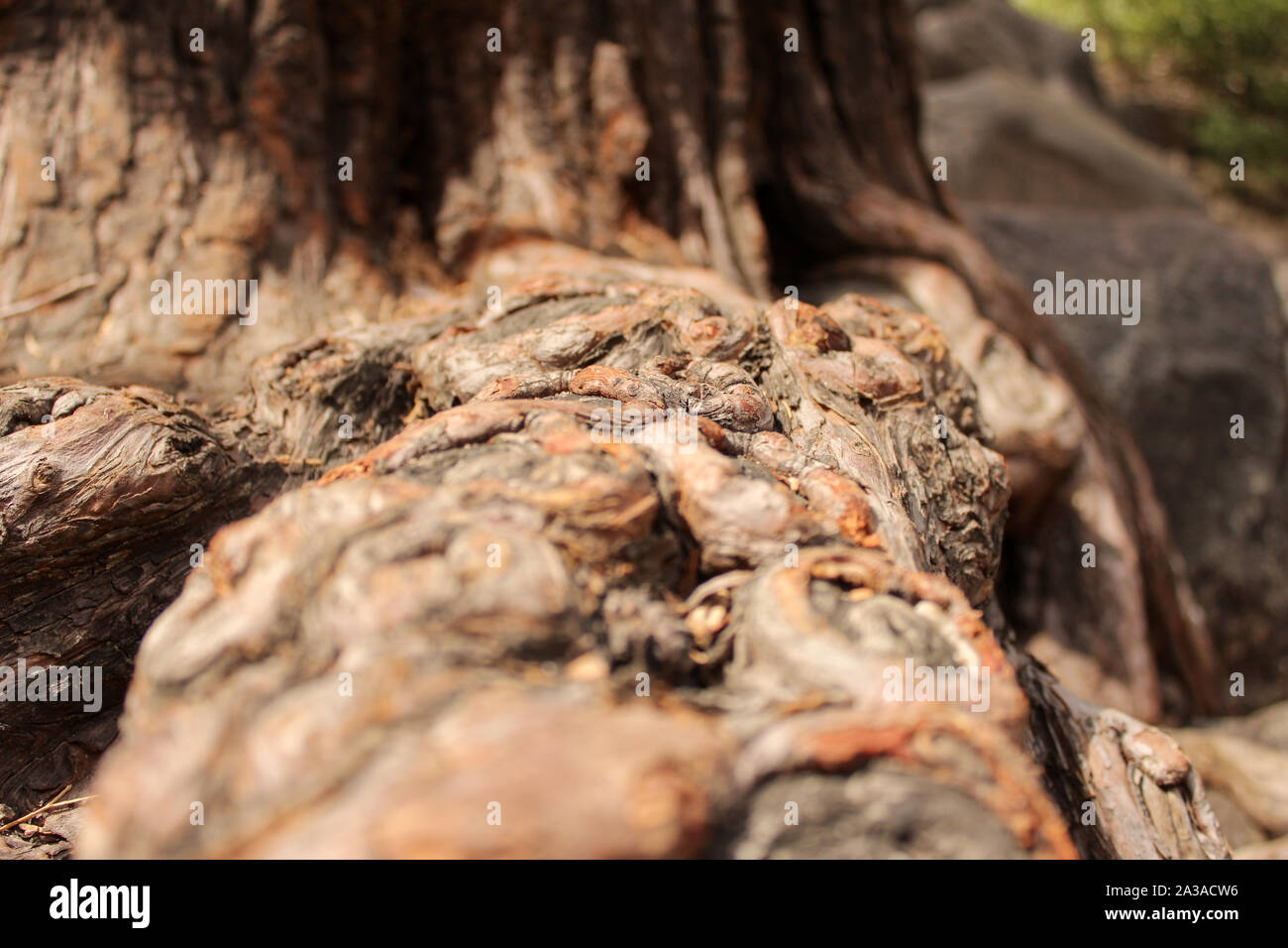 La texture de l'écorce d'un arbre marron Banque D'Images