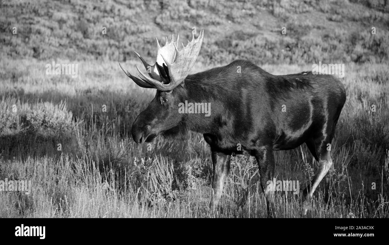 Soirée Moose Le Grand Teton National Park Banque D'Images