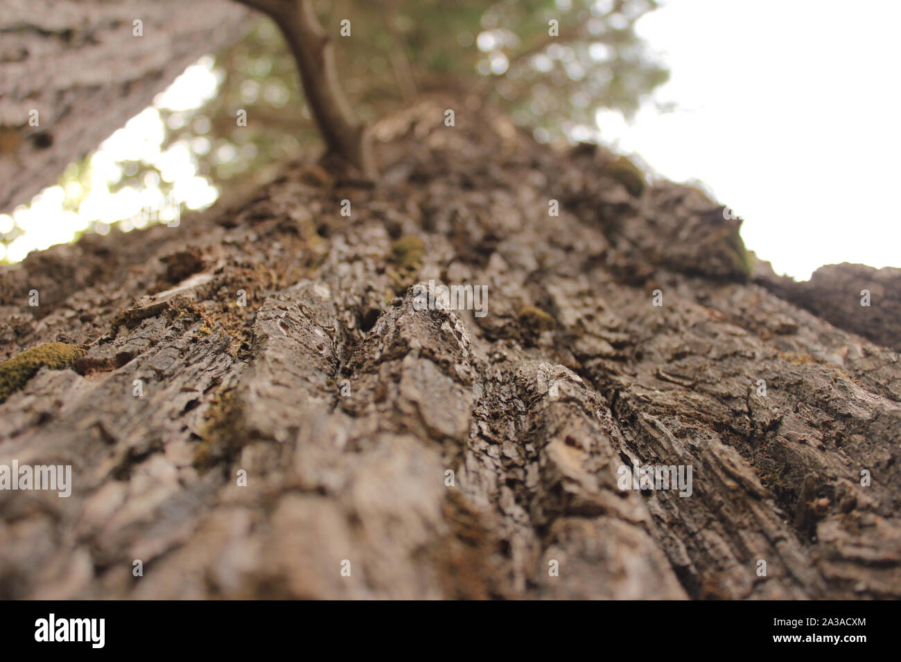 La texture de l'écorce brune d'un arbre dans la forêt Banque D'Images