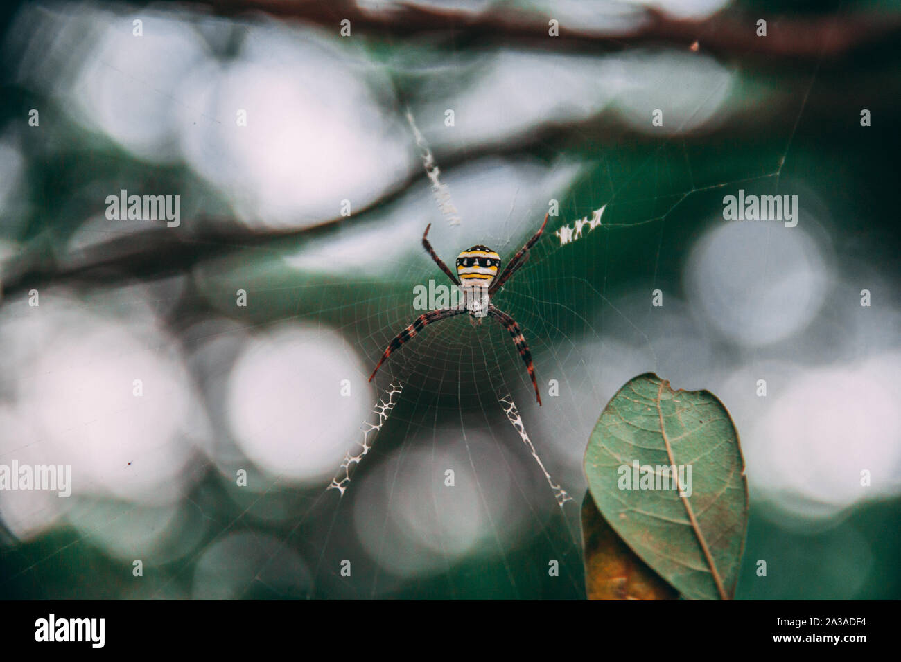 Jungle de Thaïlande. Araignées pilipes Nephila - est la plus grande espèce du genre et le plus grand réseau de piégeage des araignées qui tournent. Banque D'Images