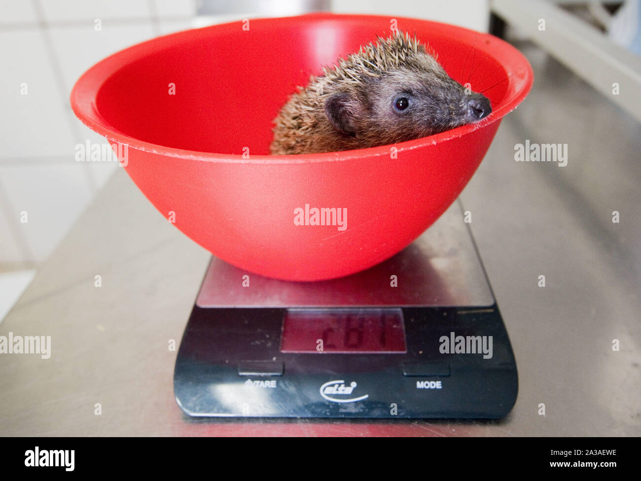 Chien Étant Pesé Banque du0027image et photos - Alamy