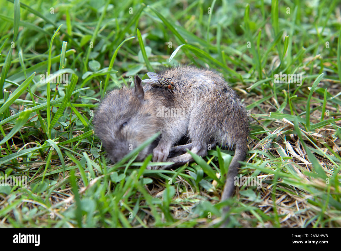 Un oiseau qui se traîne sur une souris morte dans un pré. Petit rongeur gisant mort dans l'herbe verte. Banque D'Images