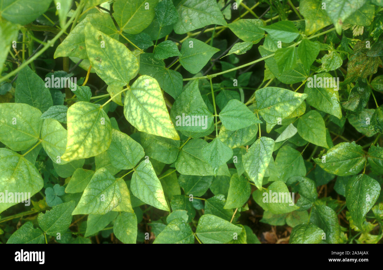 PLANTE de pois d'ASPERGE (PSOPHOCARPUS TETRAGONOLOBUS) le haricot ailé également connu sous le nom de haricot de Goa, haricot à quatre angles, haricot à quatre coins et haricot de Manille Banque D'Images