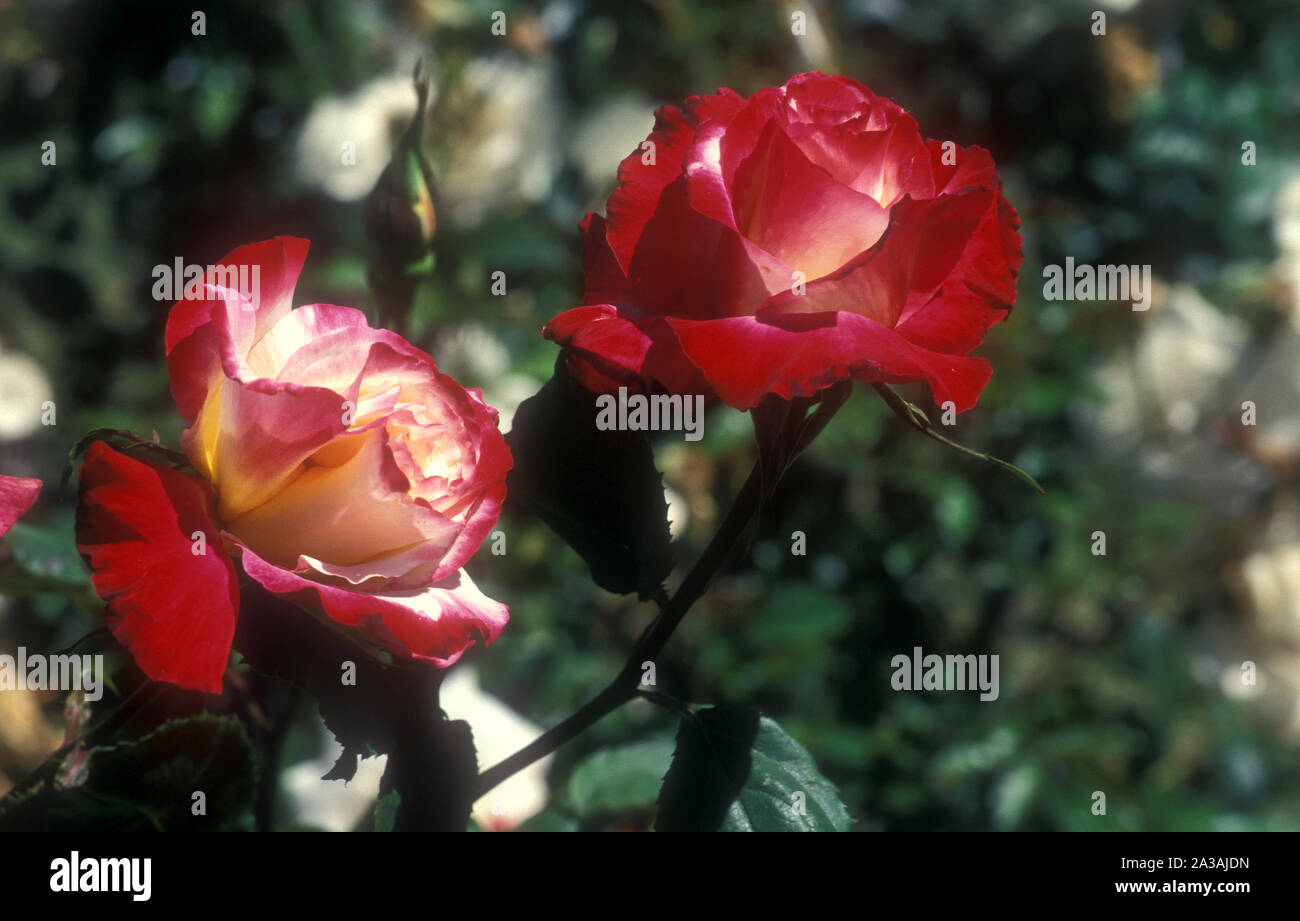 ROSE "DOUBLE DELIGHT'. Les parents étaient ROSA GRENADE X ROSA GARDEN PARTY Banque D'Images