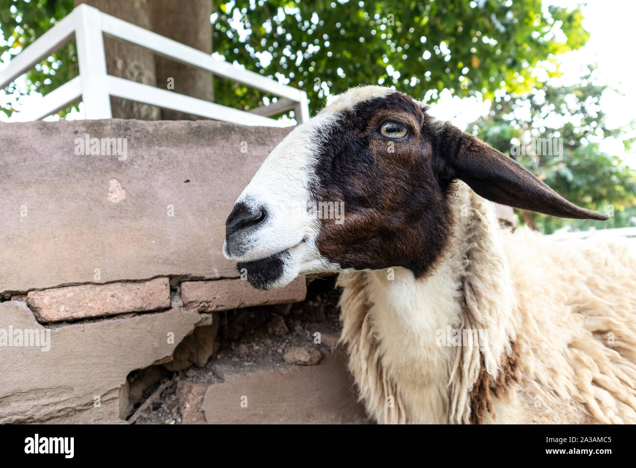 L'accent sur la face de la brebis qui sont dans la ferme de moutons. Les moutons regardant la caméra. Banque D'Images