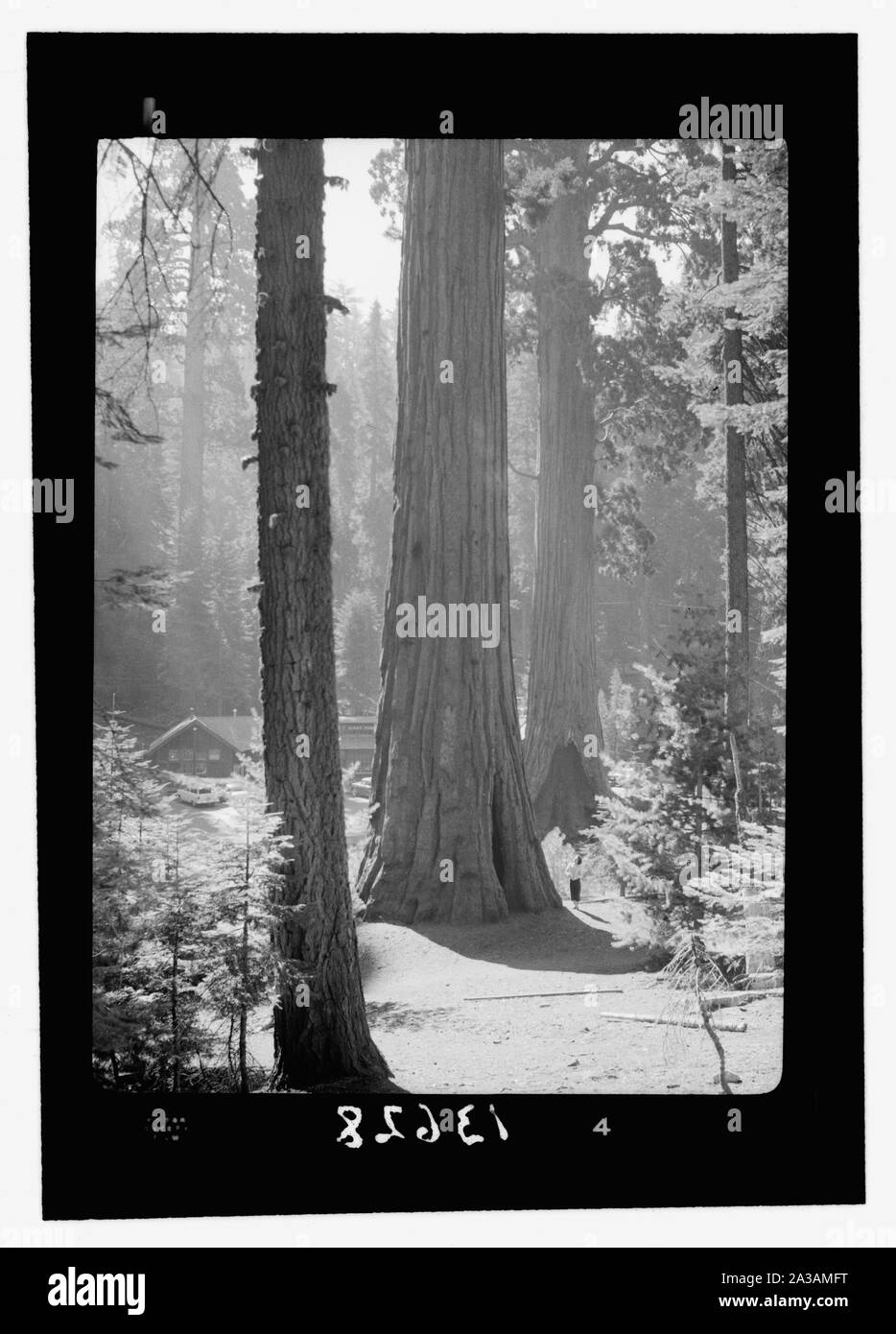 Sequoia National Park, septembre 1957. Des arbres géants à proximité du village. Une cathédrale dans la nature. Remarque La figure près de l'arbre central Banque D'Images