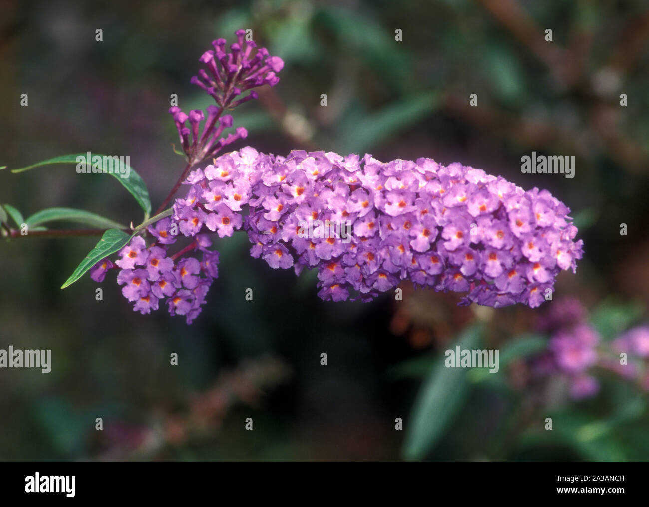 BUDDLEIA DAVIDII (arbre aux papillons ou des Lilas) Banque D'Images