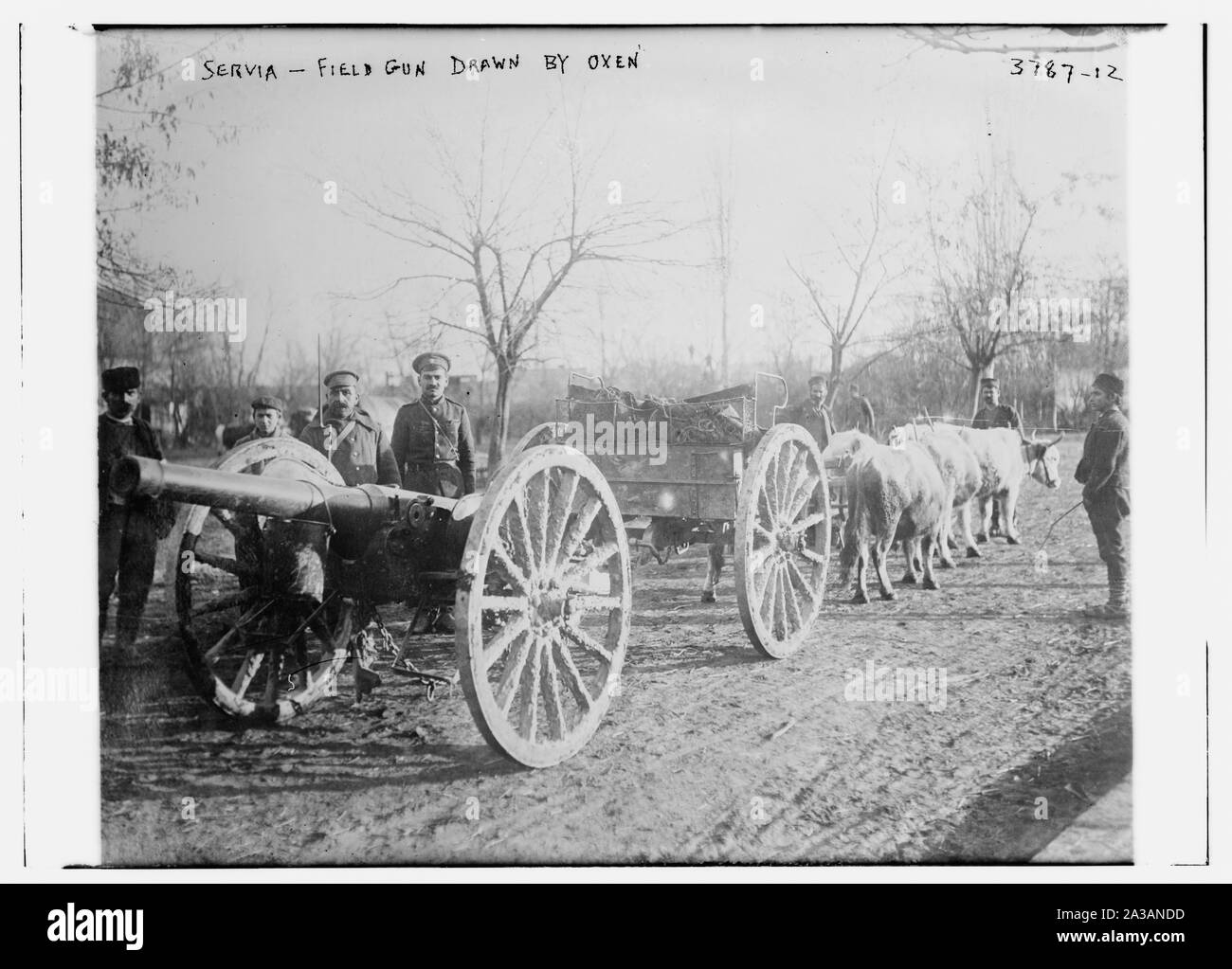 La Serbie [c.-à-d., la Serbie] -- canon de campagne tiré par des bœufs Banque D'Images