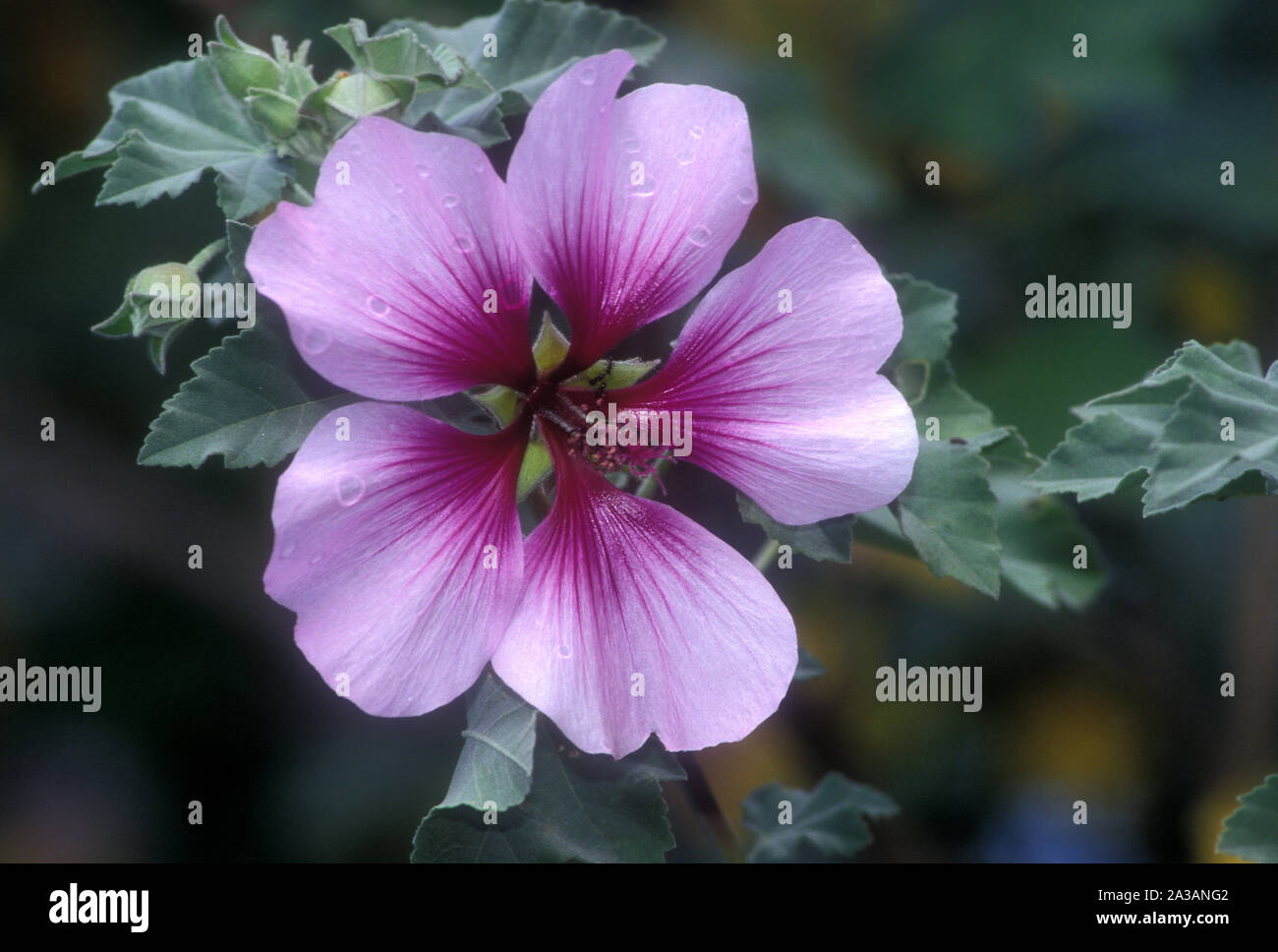 GROS PLAN D'UNE FLEUR DE LAVATERA MARITIMA (ÉGALEMENT CONNUE SOUS LE NOM DE MAUVE D'ARBRE, MAUVE D'ARBRE MÉDITERRANÉEN OU MAUVE DE MER). AUSTRALIE. Banque D'Images