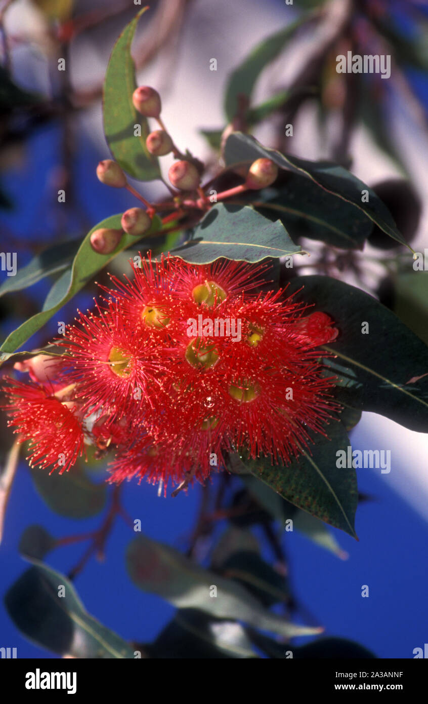 Floraison ROUGE GOMME, CORYMBIA FICIFOLIA (SYN EUCALYPTUS FICIFOLIA) Banque D'Images