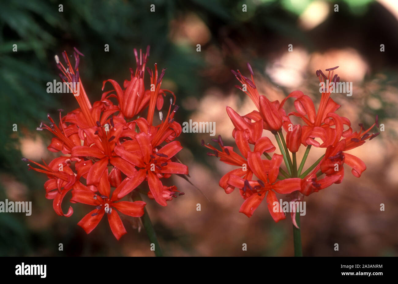 Guernesey Lys Nerine Sarniensis Banque d'image et photos Alamy