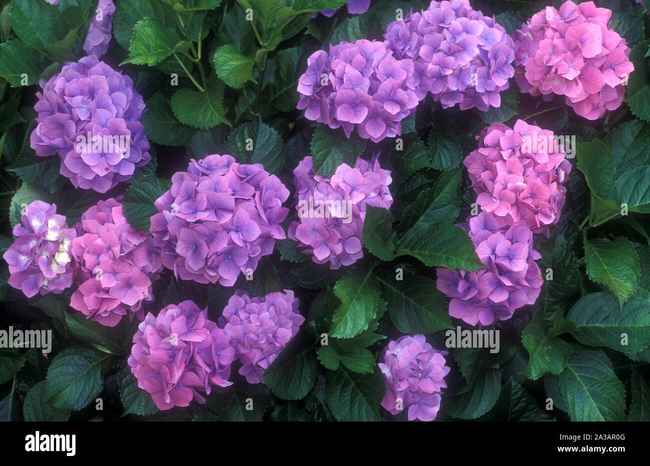 HYDRANGEA MACROPHYLLA SAINS EN FLEUR BUSH Banque D'Images