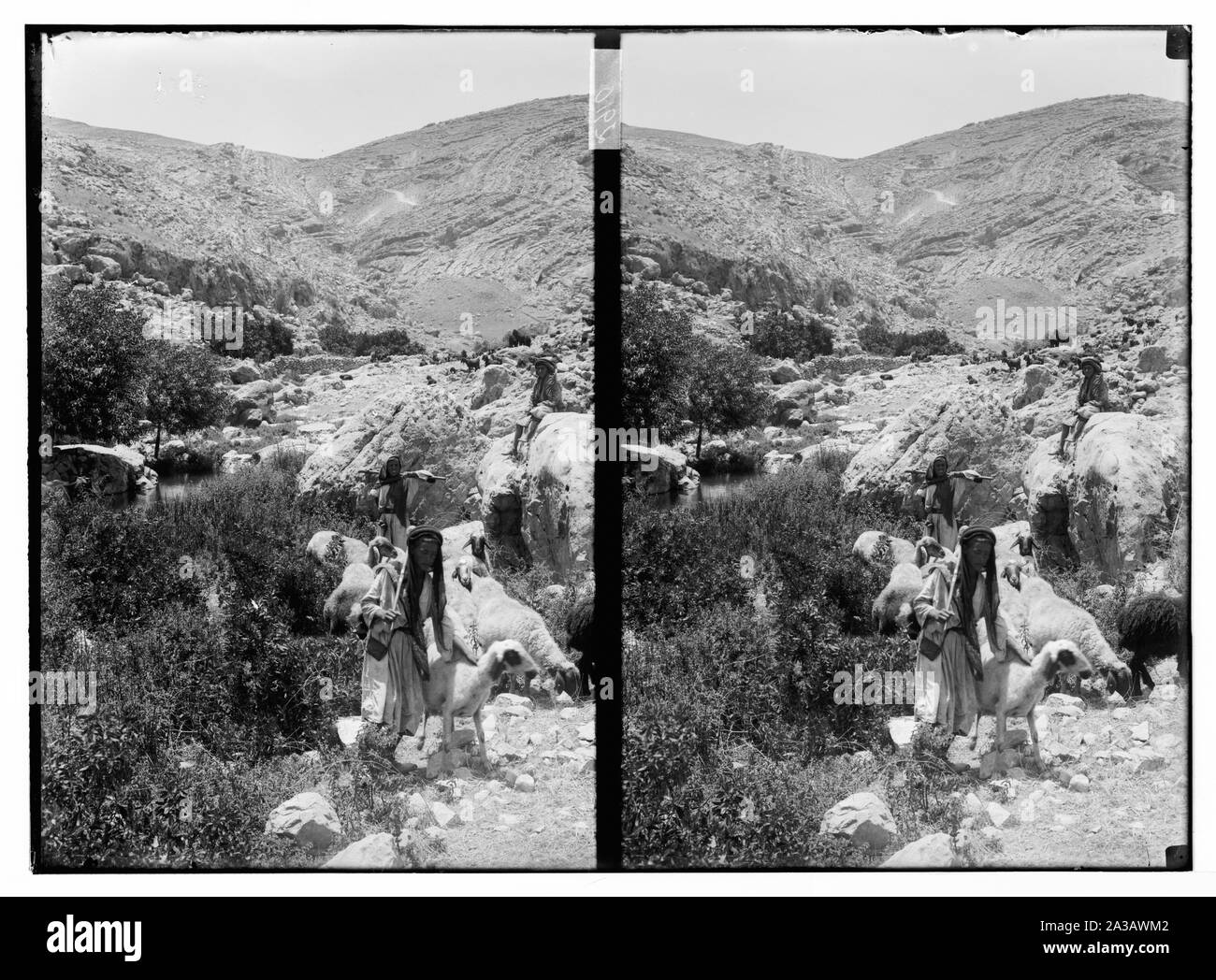 Moutons et berger à Aïn Farah, scène de Psaume 23 Banque D'Images