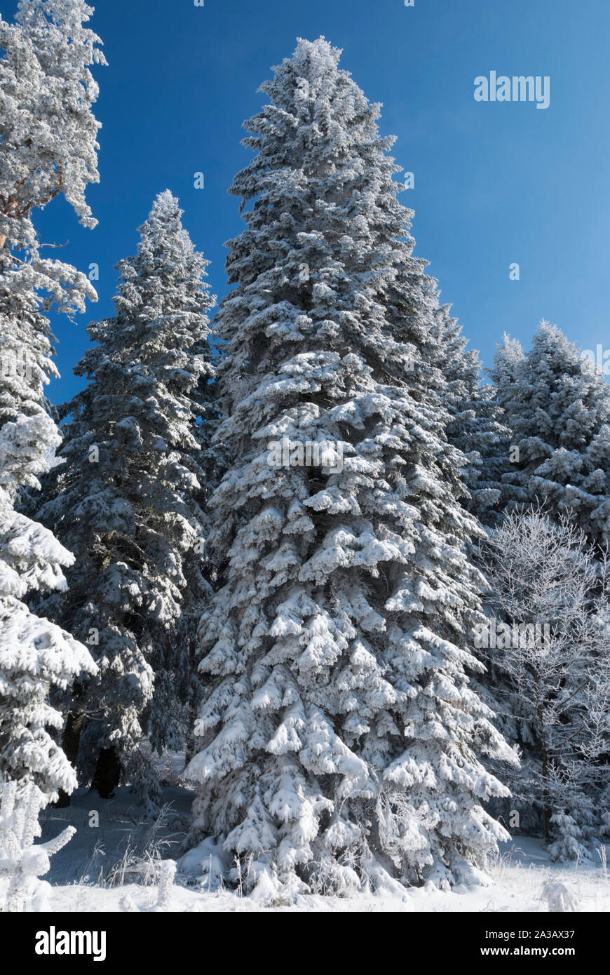 Sapins couverts de neige en hiver Banque D'Images