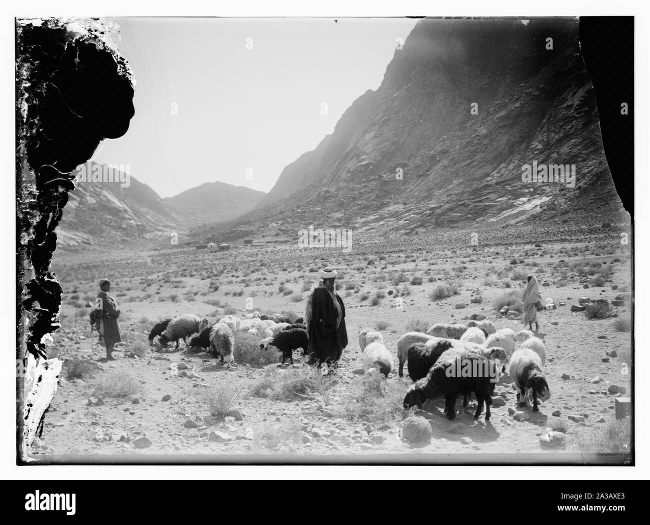 Shepherd w[ie] troupeaux en face de Mt. L'Horeb [Mt. Sinaï] Banque D'Images