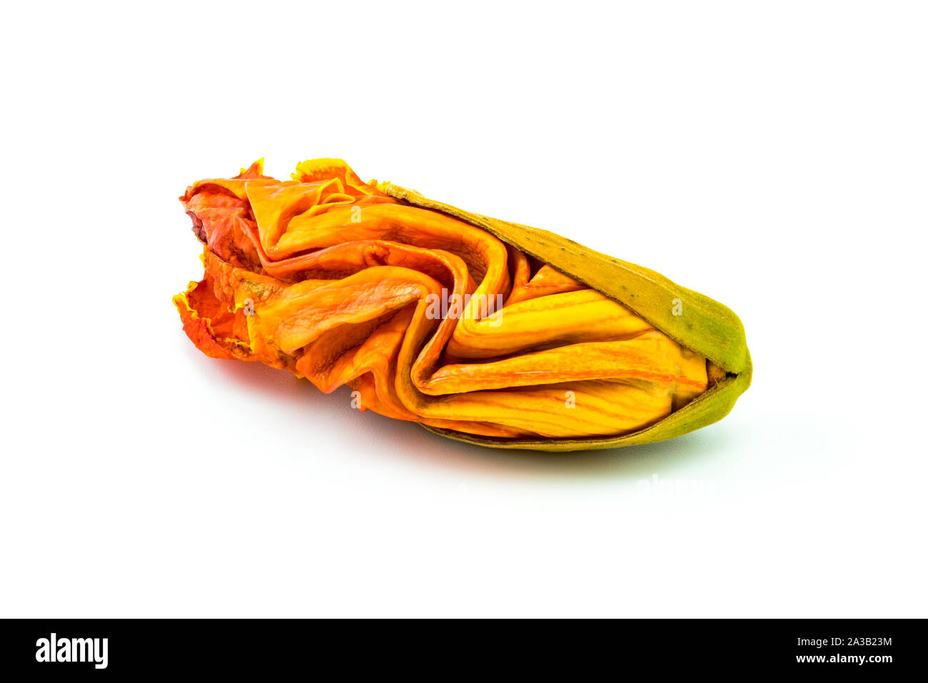 African Tulip Flower isolated on white background Banque D'Images