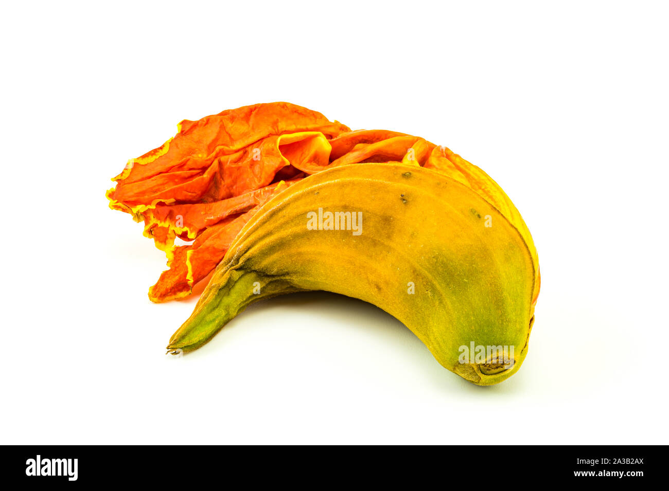 African Tulip fleur sur fond blanc Banque D'Images