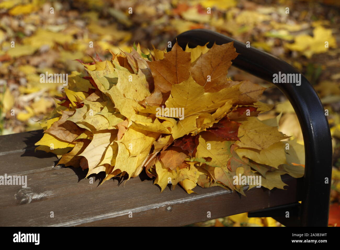 Un bouquet de jaune, orange, rouge feuilles d'érable se trouve sur un banc dans la forêt. Bouquet d'automne sur un fond de forêt d'automne. Golden Autumn Maple bouq Banque D'Images