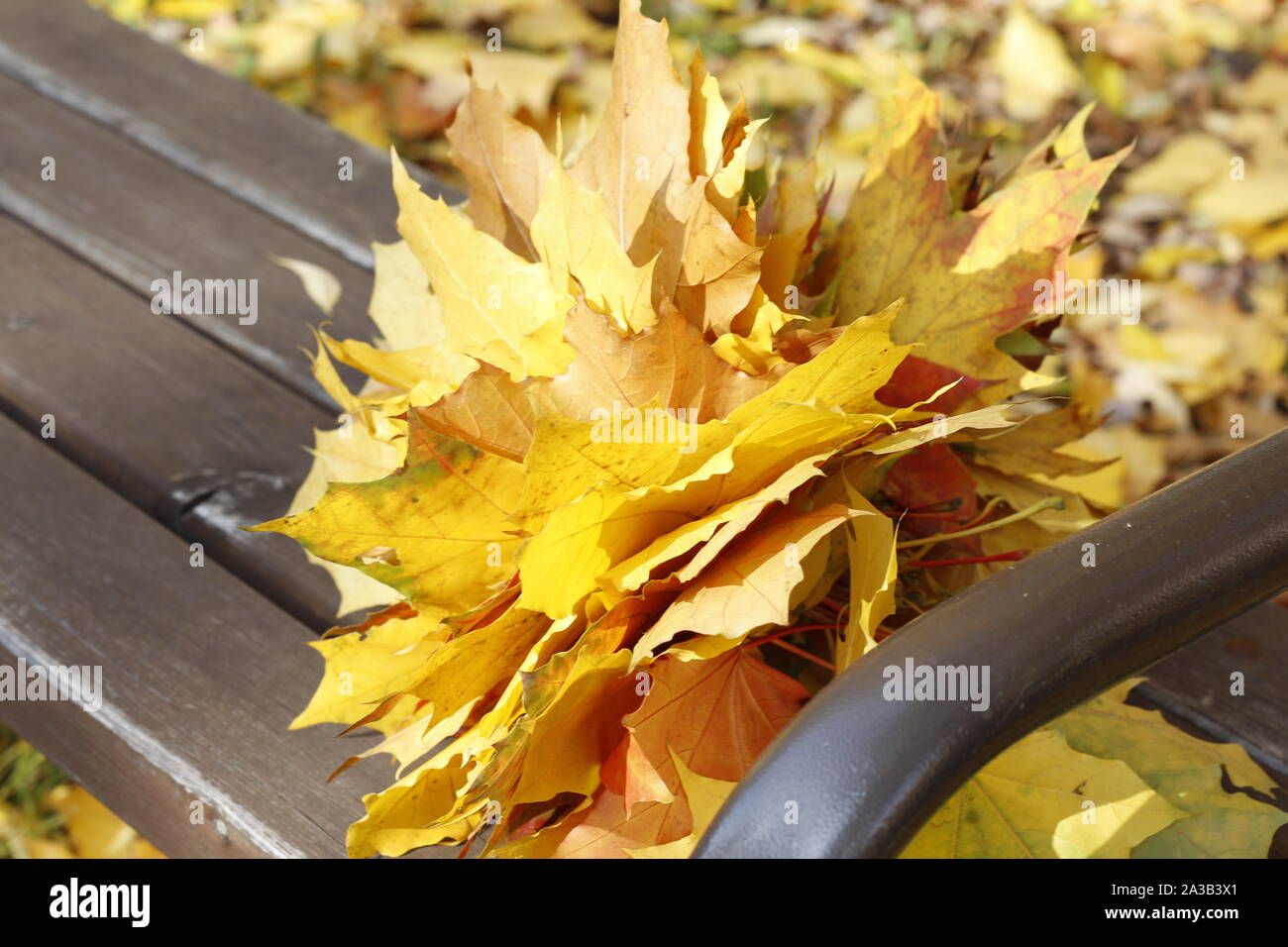 Un bouquet de jaune, orange, rouge feuilles d'érable se trouve sur un banc dans la forêt. Bouquet d'automne sur un fond de forêt d'automne. Golden Autumn Maple bouq Banque D'Images