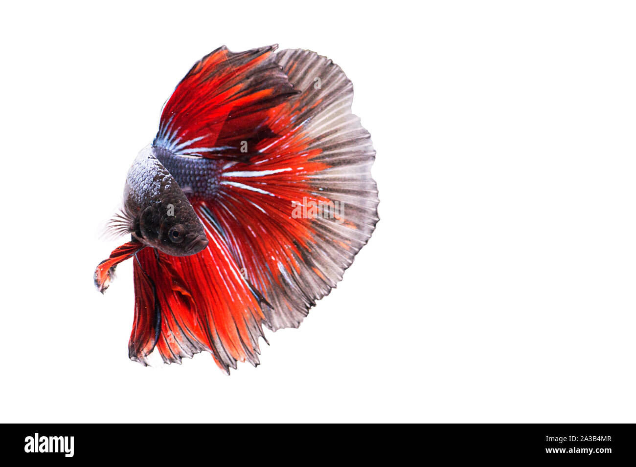 Poissons de combat siamois. Betta poisson dans beau mouvement avec couleur rouge sur fond blanc Banque D'Images