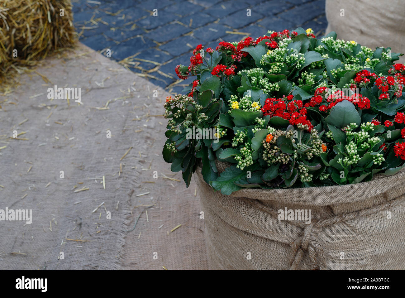 Belle rouge, orange, jaune fleurs Kalanchoe sont enveloppés dans de la toile de jute. Il est connu comme le flaming Katie, Noël Kalanchoe Kalanchoe Tril, fleuriste, Banque D'Images
