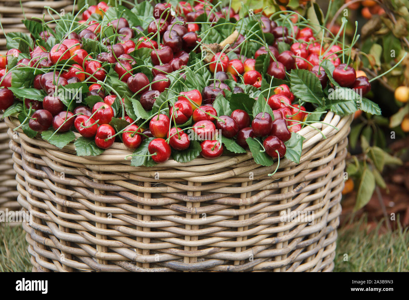 Le brillant rouge cerise de fruits appétissants résident dans un panier en osier d'une vigne. Journée d'automne. Banque D'Images