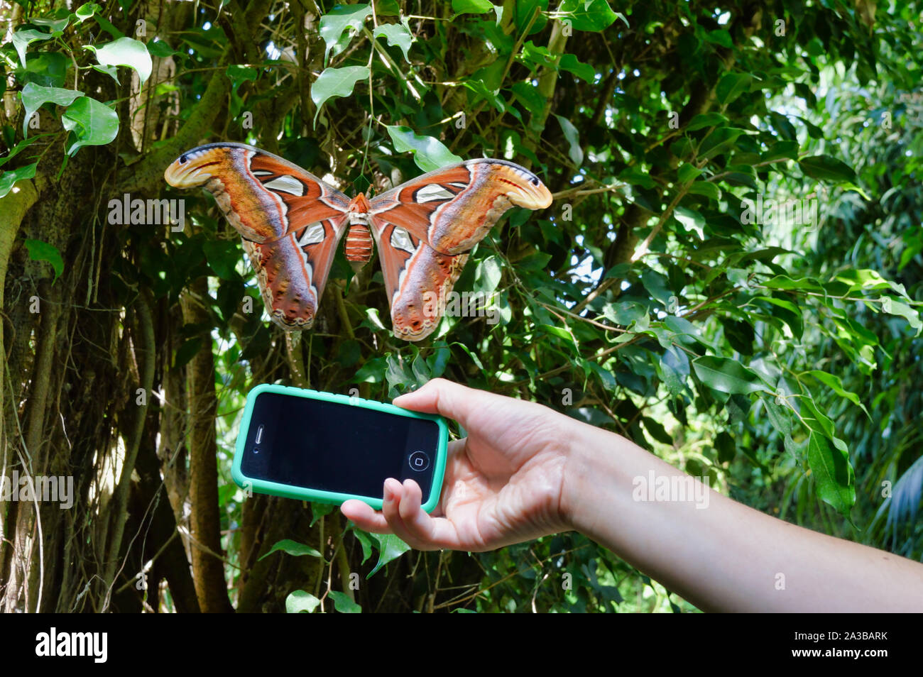 Plus grand qu'un téléphone mobile - papillon coloré visite botanique Banque D'Images