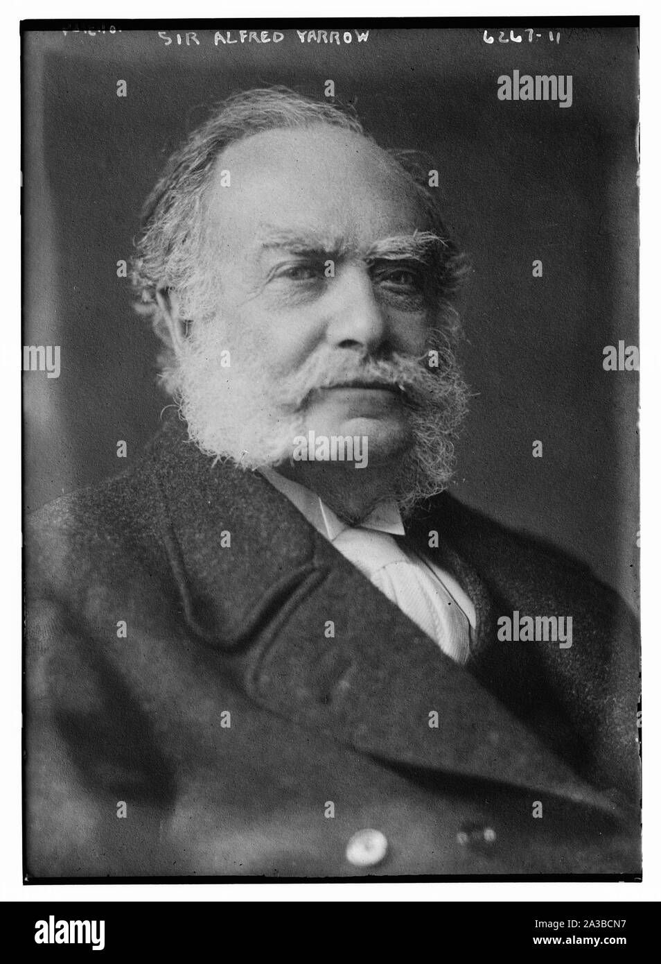 Sir Alf. L'achillée millefeuille Banque D'Images