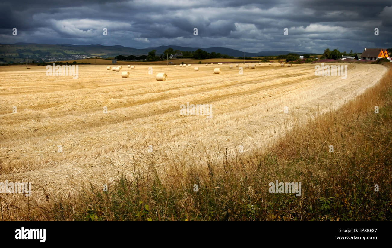 Maïs récoltés avec un ciel nuageux. Banque D'Images