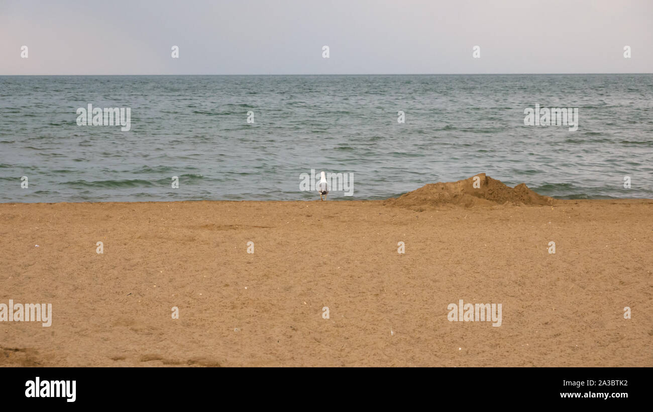 Mouette sur la mer en Italie Banque D'Images