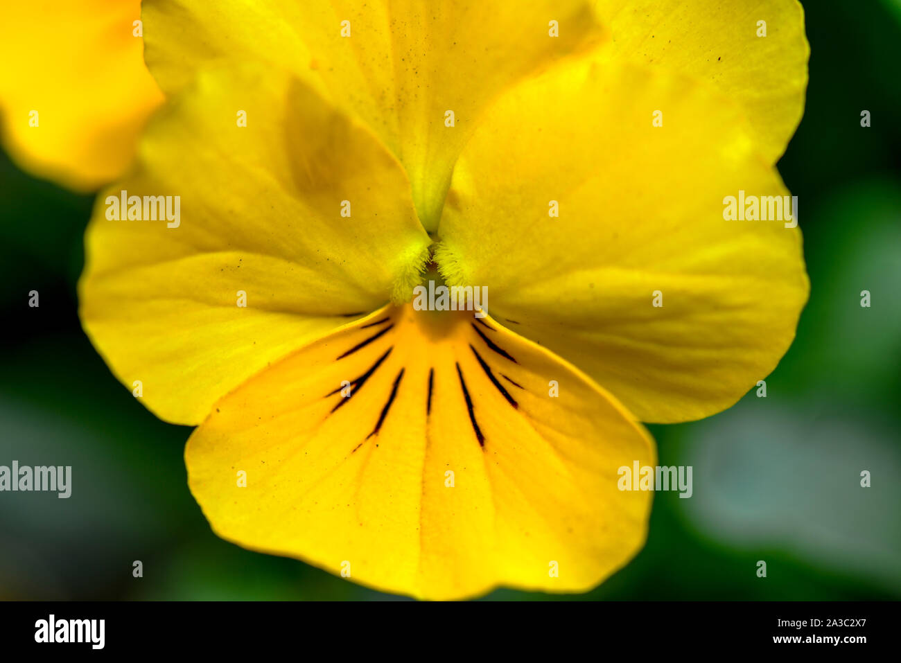 Floraison jaune Fleurs Pétunia à Sun Banque D'Images