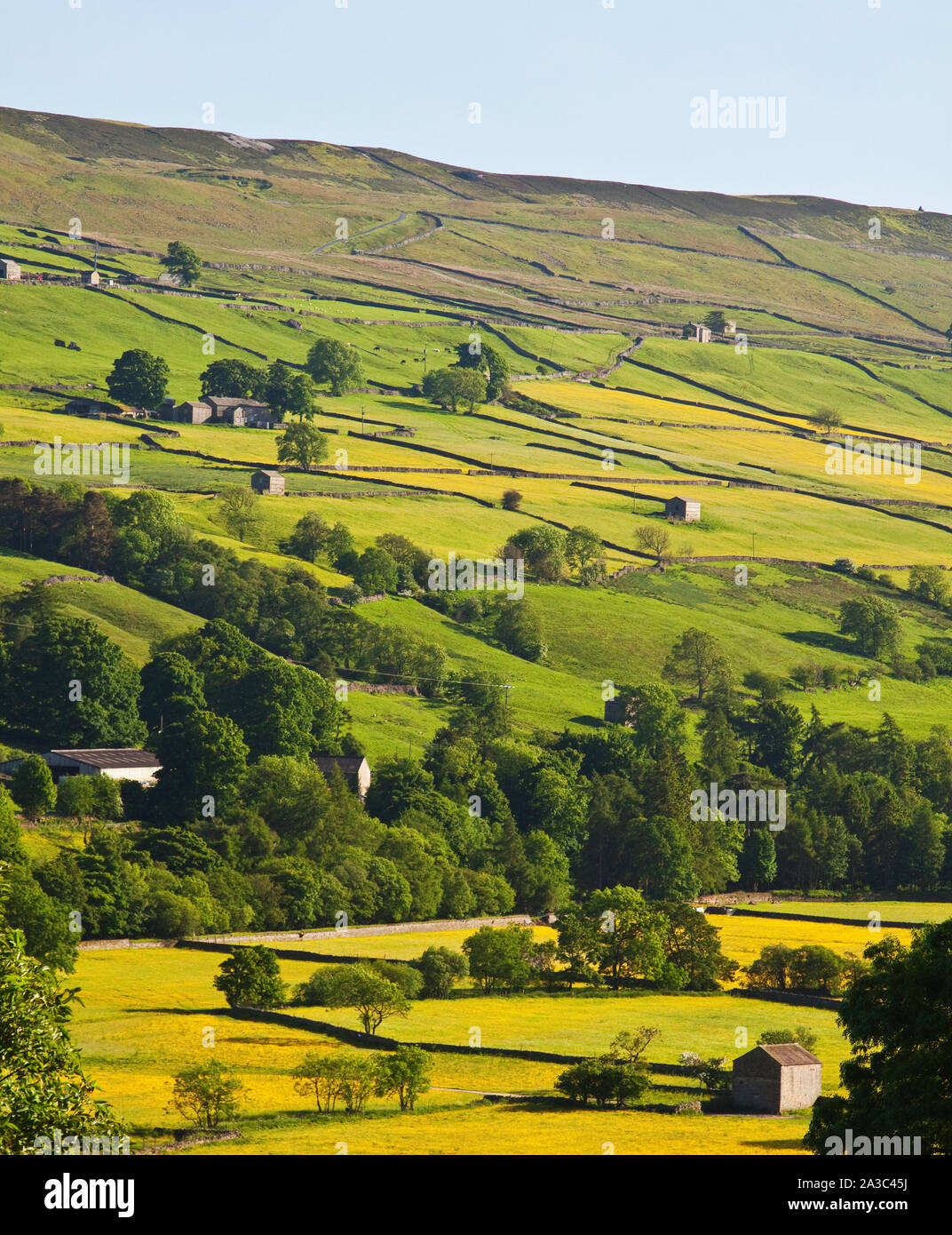 Prairies de fauche en fleur, ligne basse, Swaledale Banque D'Images