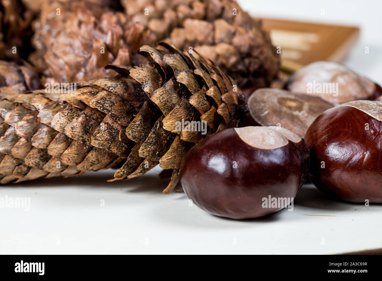 Des pommes de pins avec des châtaignes sur un fond blanc Banque D'Images