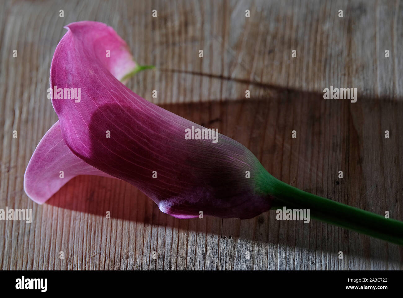 Lily rose fleur sur table bois Banque D'Images